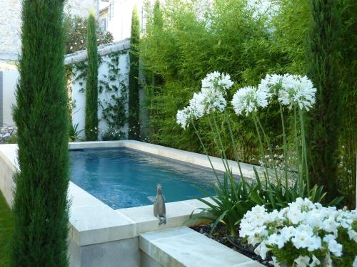 un chat assis à côté d'une piscine dans un jardin dans l'établissement La Maison Saint Jean, à Boulbon