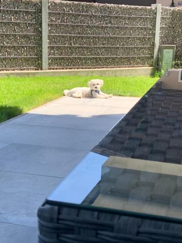 un perro tirado en una acera junto a una valla en Kitz Kaiser Appartement, en Sankt Johann in Tirol