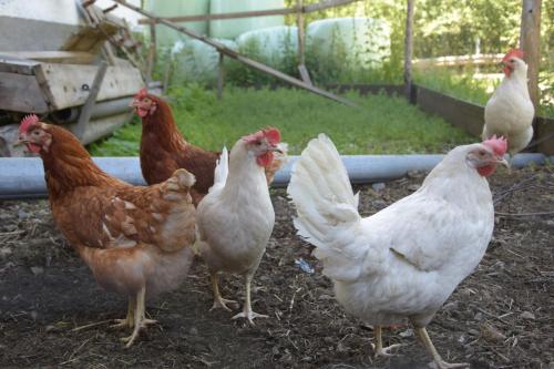 a group of chickens standing in a pen at Löschenbrandhof in Mittersill