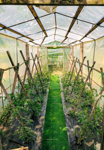 a greenhouse with tomato plants in it at Agriturismo Vezzano in Chiusi della Verna
