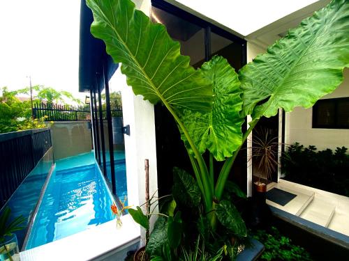 a large green plant next to a swimming pool at Villa inspired with exclusive dipping pool in Bacolod