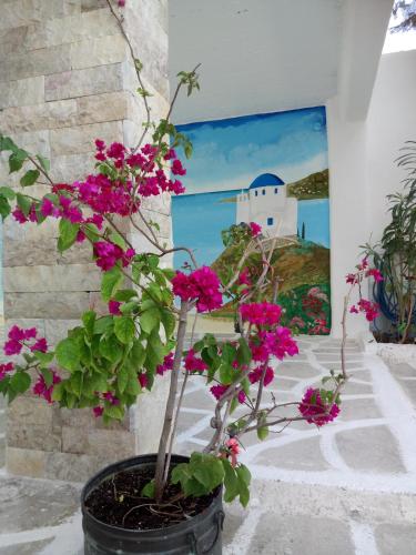 Un jardín fuera de Meletis Studios