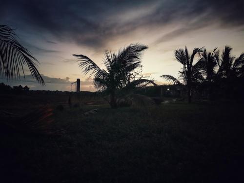 a group of palm trees in a field at sunset at Sarada lagoon view cabana in Hungama