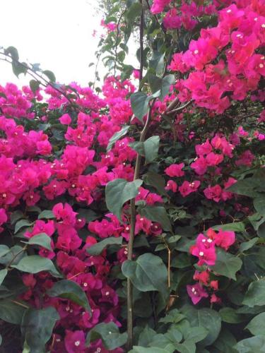 a bunch of pink flowers on a wall at b & b Jasmine in Santa Teresa di Riva