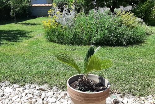a plant in a pot in a yard at Apartment Tina in Briševo