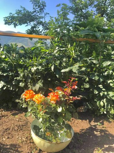 a vase with flowers in it next to a bush at Ana-Maria Bnb in Tatʼev