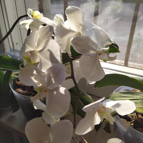 un gruppo di fiori bianchi in una finestra di Corte Posta B&B - parcheggio e bagno in camera a Mantova