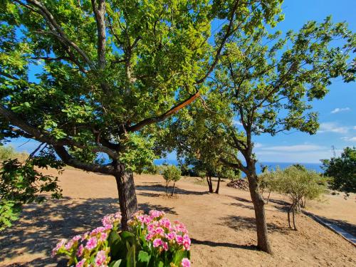 two trees with pink flowers in a field at Agriturismo Le Terre di Veneré in Acciaroli