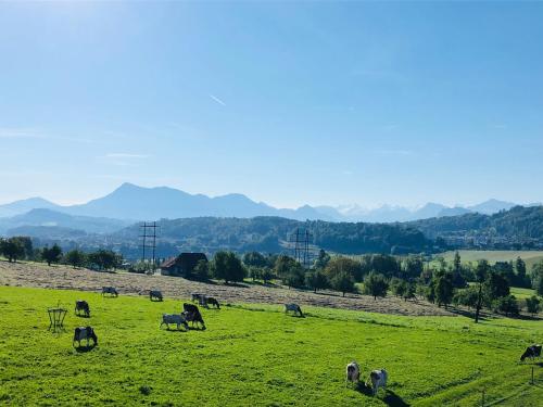 a herd of animals grazing in a green field at Apartment auf dem Bauernhof in Luzern
