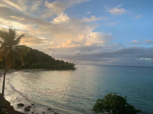 einen Strand mit einer Palme und dem Meer in der Unterkunft Rêve bleu in Le Gosier