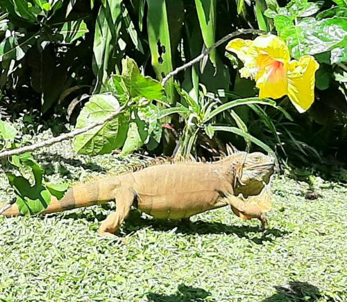a lizard walking on the grass near a flower at Marita's Bed and Breakfast in Nuevo Arenal