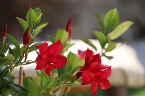 a plant with red flowers in front of a sink at Casa Tatisita Family in Segura de la Sierra