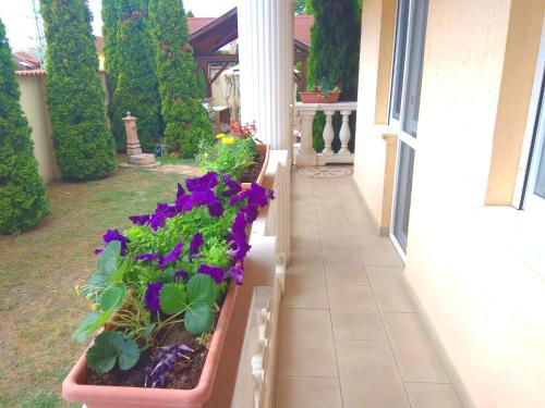 a row of plants in a flower pot on a balcony at Koppi Ház in Siófok