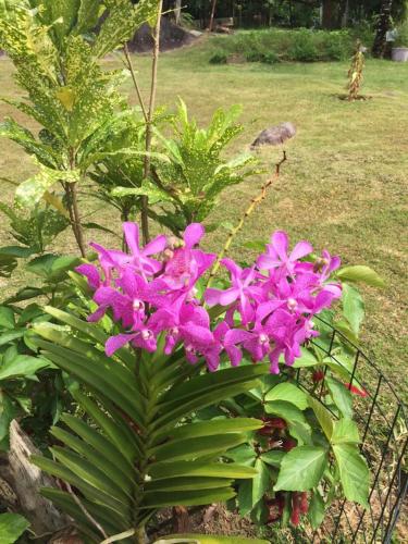 Jardín al aire libre en The Orchard Holiday Home
