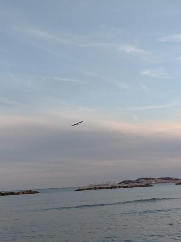 a bird flying in the sky over the water at A un Passetto dal Conero in Ancona