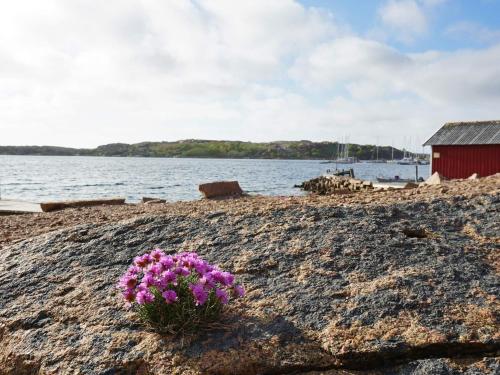 a bunch of purple flowers on a rocky beach at 4 person holiday home in Bovallstrand-By Traum in Bovallstrand