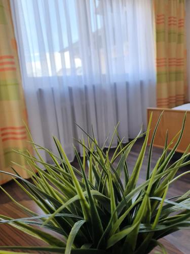 a green plant sitting in front of a window at Kurhotel Anders in Bad Füssing