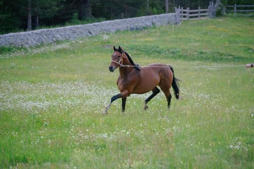 a horse running in a field of grass at Etno selo Zminica in Žabljak