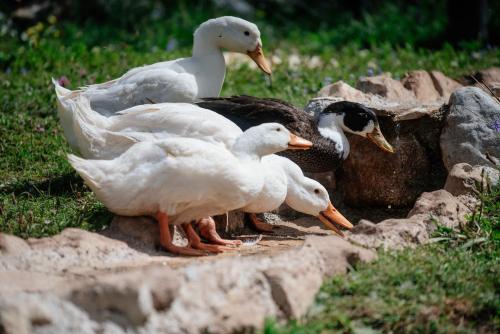 a group of ducks standing on some rocks at Etno selo Zminica in Žabljak