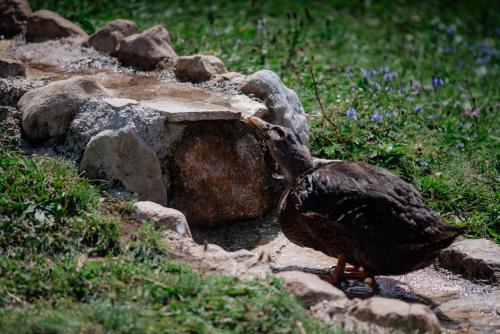 a bird walking on the ground near some rocks at Etno selo Zminica in Žabljak