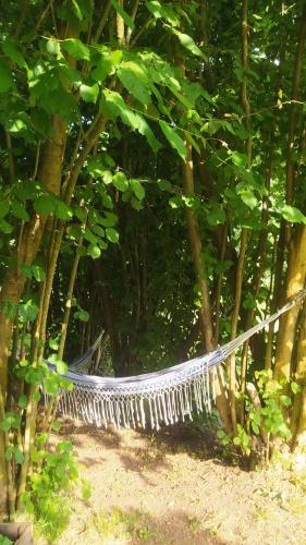 a hammock in the middle of a forest of trees at La Figal de Xugabolos, Salas in Salas