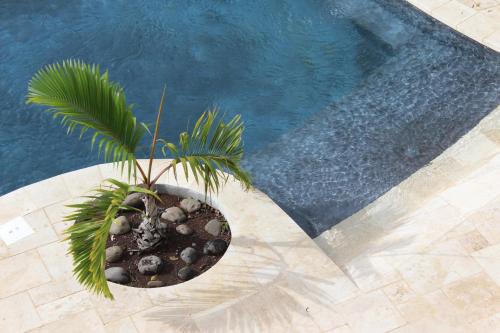 uma palmeira num vaso ao lado de uma piscina em ESCAPADE BELLEPIERRE (L') em Saint-Denis