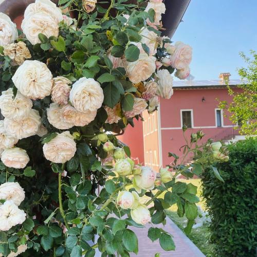a bunch of white roses hanging from a building at Agriturismo La Vita è Bella in Fabriano