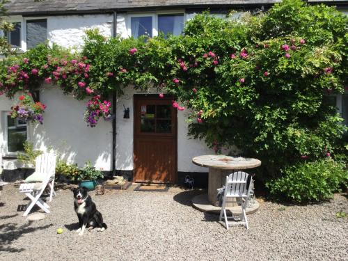 a dog sitting in front of a house with flowers at Steps Farmhouse B&B in Minehead