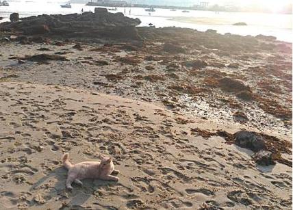 a cat laying on a beach near the water at Casa Independiente Bella Vista in Moaña