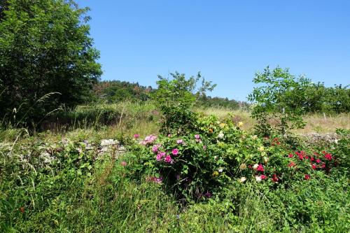 a field of flowers in a field of grass at La Ferme De Chenevier, La Roulotte Fleurie 2/4pers in Saint-Victor
