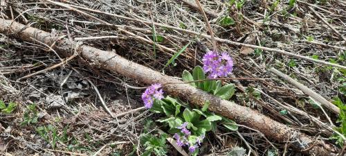 a tree branch laying on the ground with purple flowers at Saghäusl in Mitterkleinarl