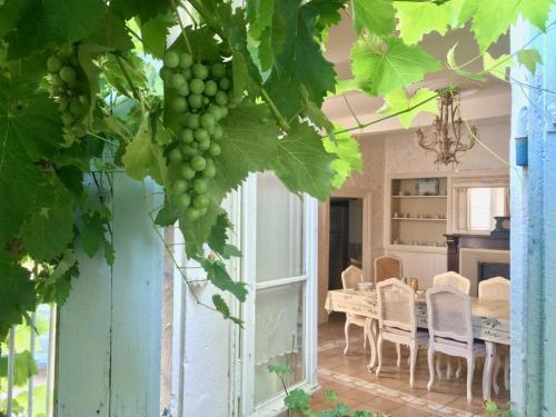 a bunch of green grapes hanging from a tree at Sainte-Hélène Chambres d'Hôtes & Appartement in Olonzac