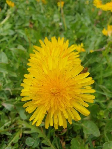 a yellow flower in a field of yellow flowers at Etno selo ŽURIĆ in Mojkovac