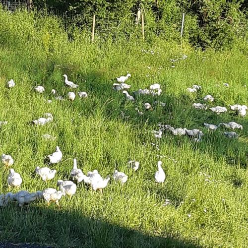 a flock of birds in a field of tall grass at Am Hohestein in Briedeler Heck