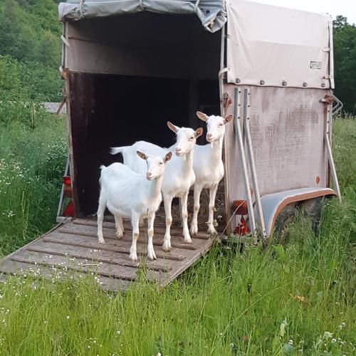 a group of sheep standing on a trailer at Am Hohestein in Briedeler Heck