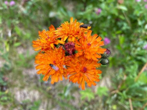 a group of orange flowers with a bee on them at Bjørkli Lodge in Geilo