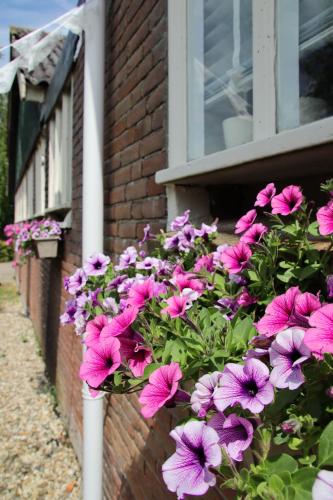 a bunch of pink flowers in front of a window at B&B Schotererf in Kuinre
