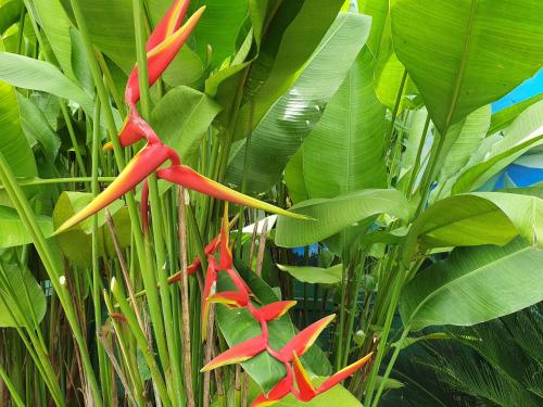 a group of red flowers hanging from a tree at Riverview Resort and Conference Center in Calamba