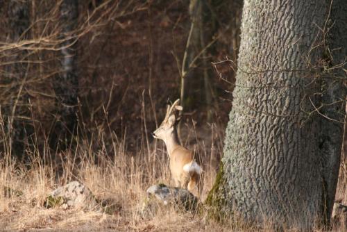 a baby deer standing next to a tree at Yxkullsund Säteri B&B - Manor & Estate since 1662 in Lagan