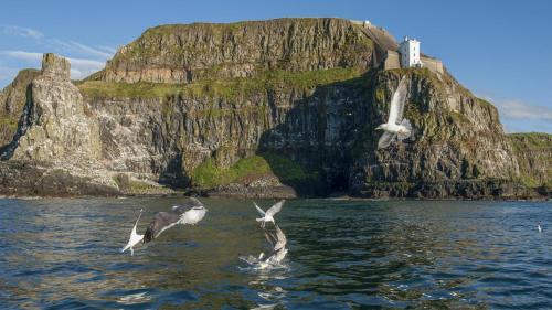 three seagulls flying over the water in front of a mountain at Home Sweet Home in Ballycastle