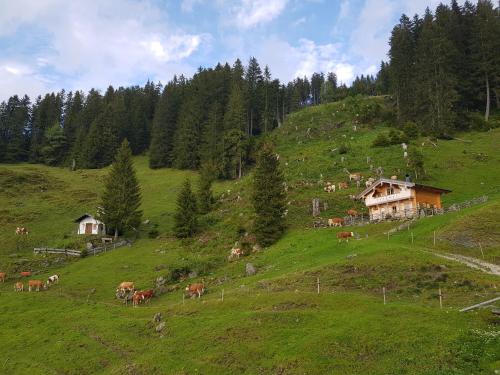 a herd of cows on a green hill with houses at Almhütte Andrea in Wildschönau