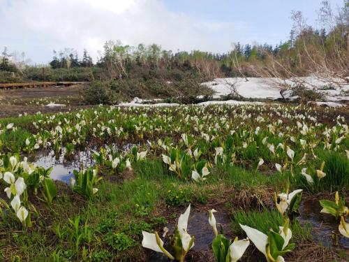 a field of white flowers in the grass at Hotel Cerulean Alpine in Otari