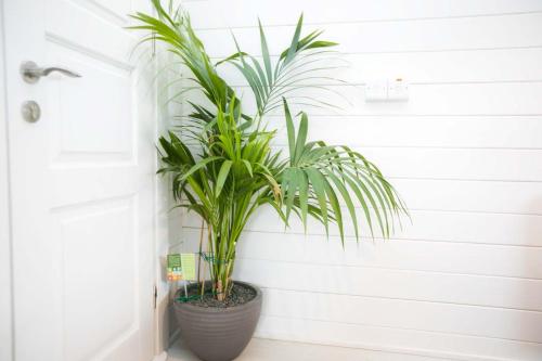 a plant in a pot next to a door at The Paddocks Cabin - Stylish, Cozy & Private in Killarney
