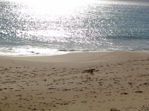 a dog walking on the beach near the water at Lindia Thalassa in Pefki Rhodes