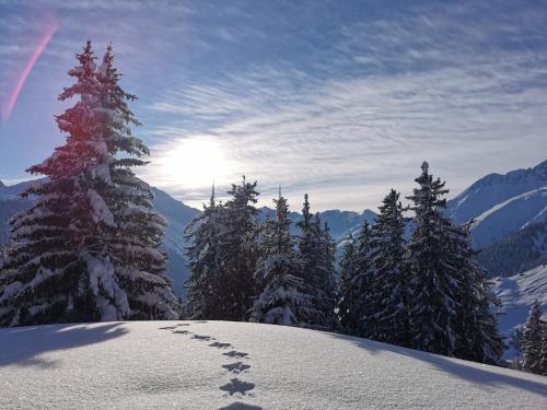 a group of footprints in the snow next to trees at Tgèsa Dutg Grond in Sedrun
