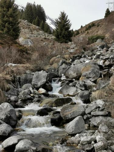 a stream of water with rocks and trees on a hill at Tgèsa Dutg Grond in Sedrun