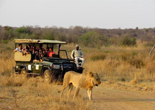 a lion walking on a road next to a vehicle at Mongena Private Game Lodge in Rust de Winter