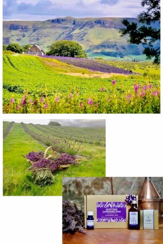 a collage of pictures of a field with flowers at The Old Schoolhouse, Kinross in Kinross