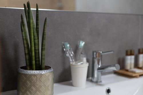 a plant in a vase sitting on a bathroom sink at Abraços dos Avós - Casas de aldeia in Viana do Castelo
