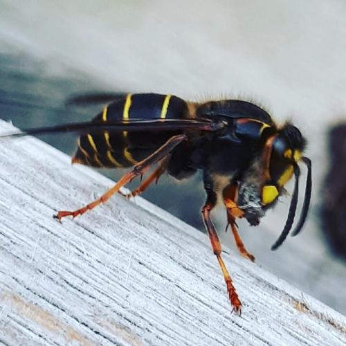 Animales en la posada o alrededores